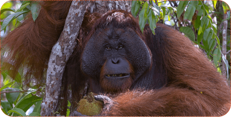 Borneo Reserve